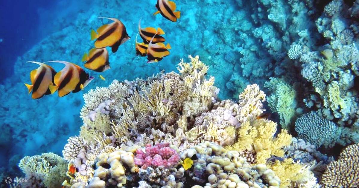 フルガダの水中世界を探検：マガウィッシュ島でのダイビング